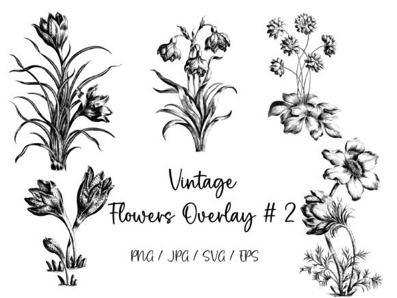 Download Vintage Flowers Overlay # 2 - Premium Resources